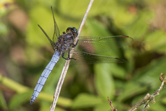 Orthetrum coerulescens