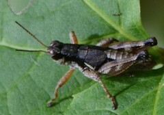 Melanoplus mancus