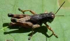 Melanoplus mancus