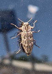 Chrysobothris dentipes