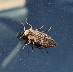 Chrysobothris dentipes