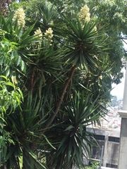 Yucca gigantea