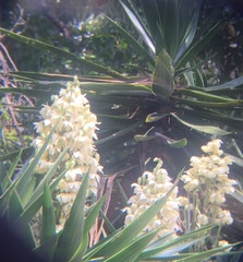 Yucca gigantea