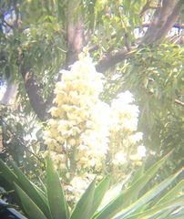 Yucca gigantea