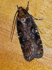 Agonopterix liturosa