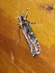 Agonopterix liturosa