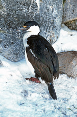Leucocarbo bransfieldensis