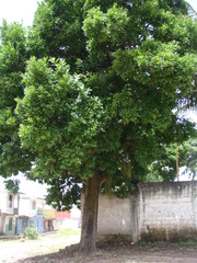 Ehretia tinifolia