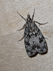 Scoparia basistrigalis