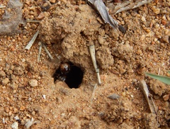 Hodotermes mossambicus