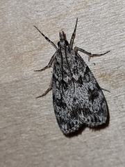 Scoparia basistrigalis