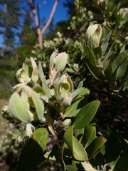 Arctostaphylos nortensis