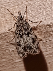 Scoparia basistrigalis