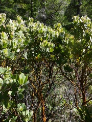 Arctostaphylos nortensis