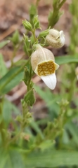 Digitalis lanata