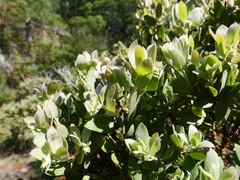 Arctostaphylos nortensis