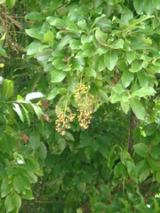 Ehretia tinifolia