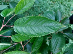 Prunus avium