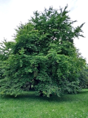 Prunus avium