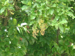 Ehretia tinifolia