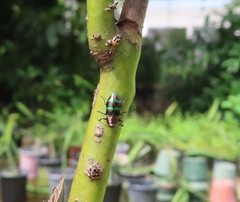 Chrysobothris wolcotti