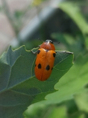 Tituboea sexmaculata