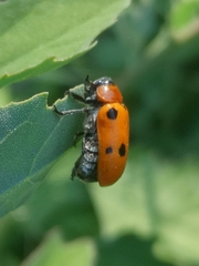 Tituboea sexmaculata
