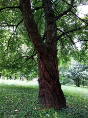 Prunus avium