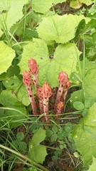 Orobanche flava