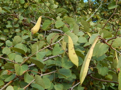 Bauhinia galpinii
