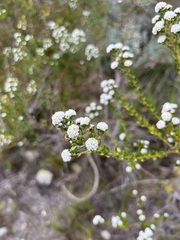 Phylica diffusa diffusa