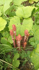 Orobanche flava