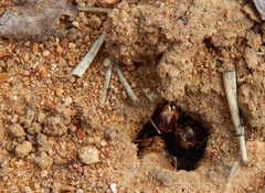 Hodotermes mossambicus