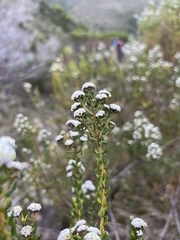 Phylica diffusa diffusa