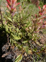 Castilleja brevilobata