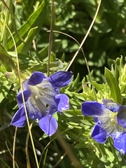Gentiana affinis ovata