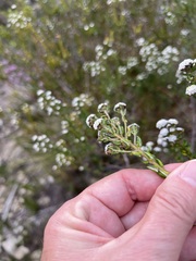 Phylica diffusa diffusa