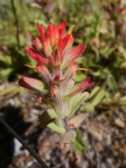 Castilleja brevilobata