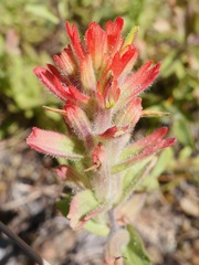 Castilleja brevilobata