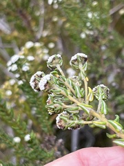 Phylica diffusa diffusa