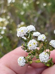 Phylica diffusa diffusa