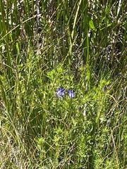 Gentiana affinis ovata