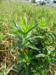 Euphorbia lucida