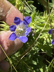 Gentiana affinis ovata