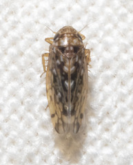 Xestocephalus similis