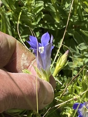 Gentiana affinis ovata