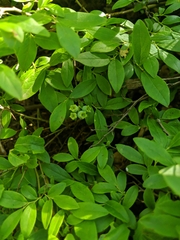 Vaccinium angustifolium image