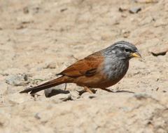 Emberiza sahari