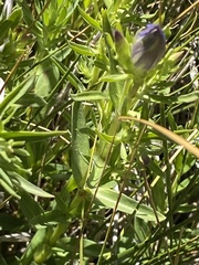 Gentiana affinis ovata