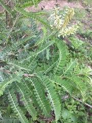 Eysenhardtia polystachya